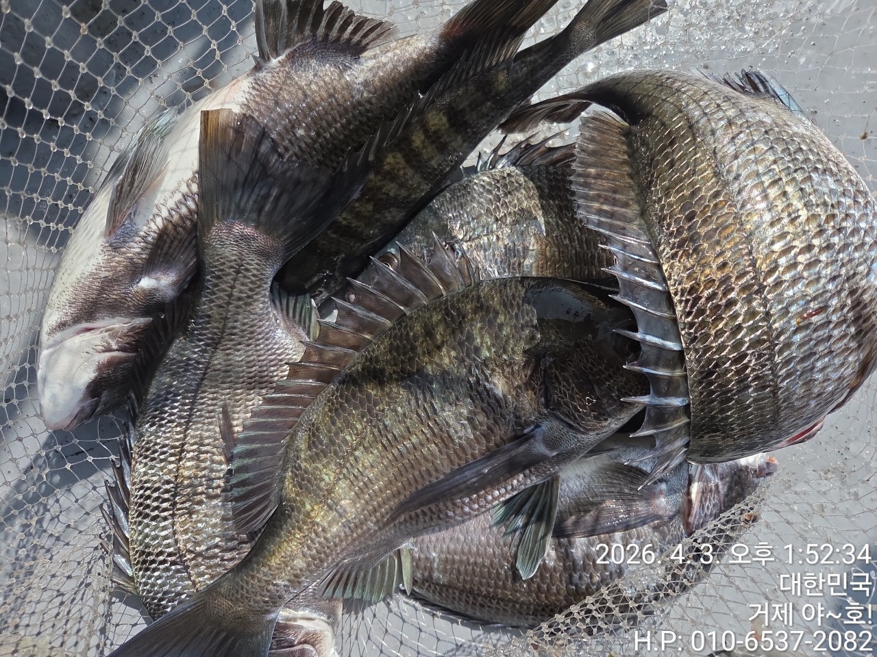 ����ڰ� �ø� �̹���