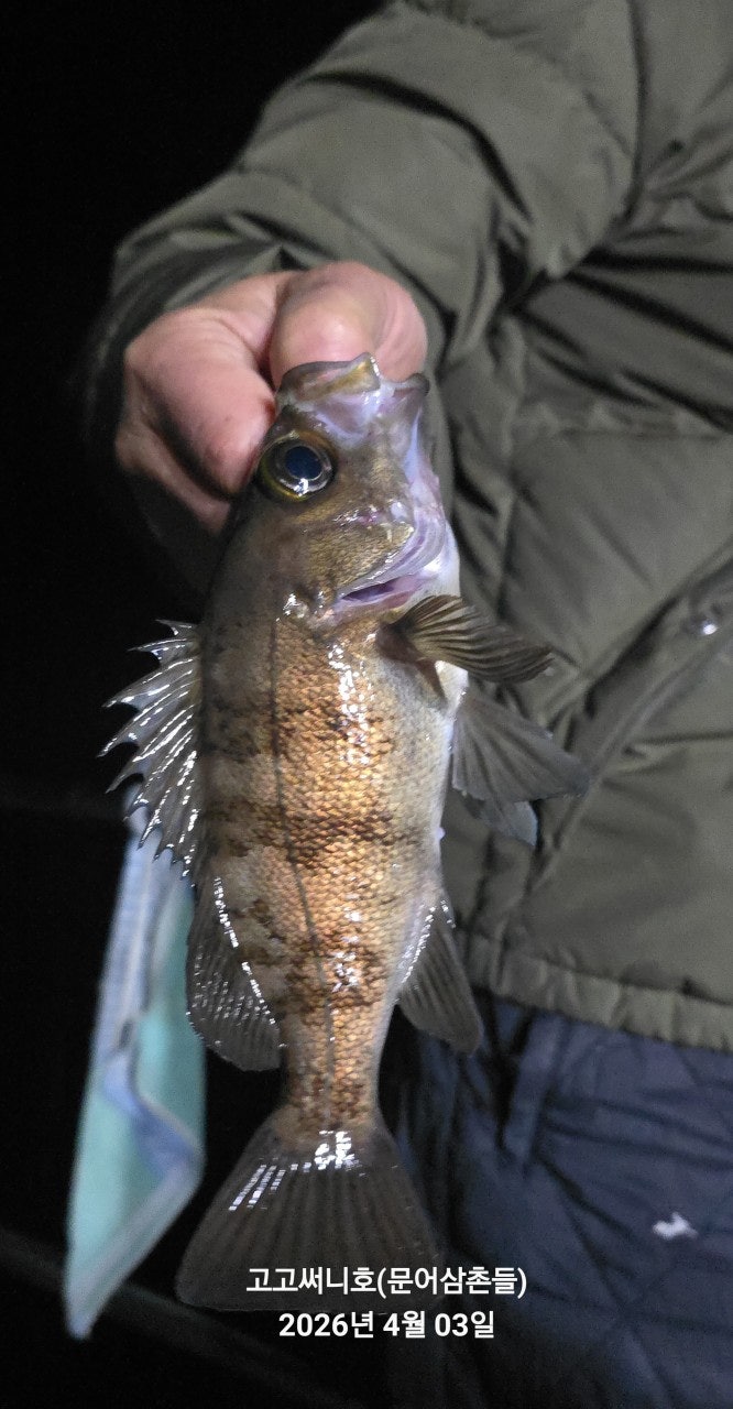 ����ڰ� �ø� �̹���