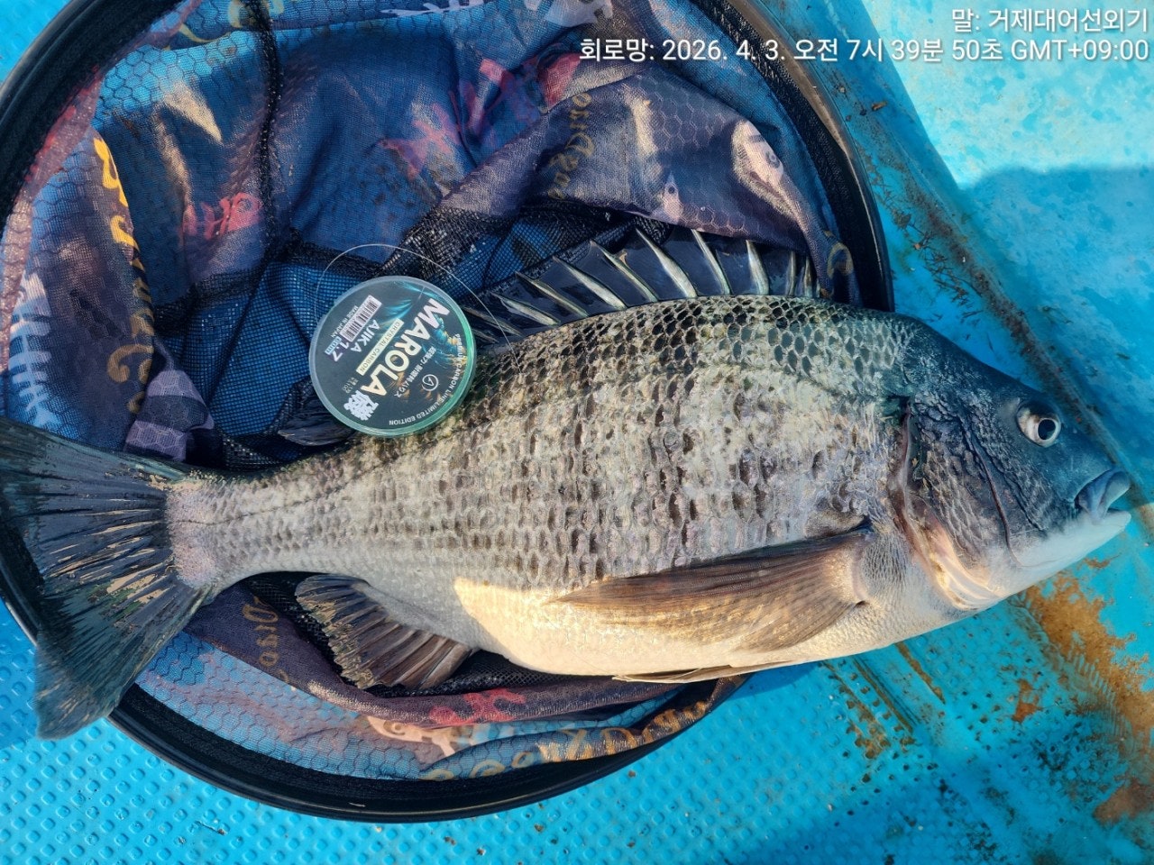 ����ڰ� �ø� �̹���