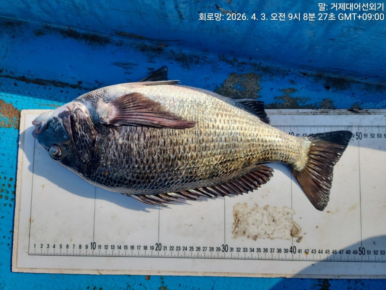 ����ڰ� �ø� �̹���