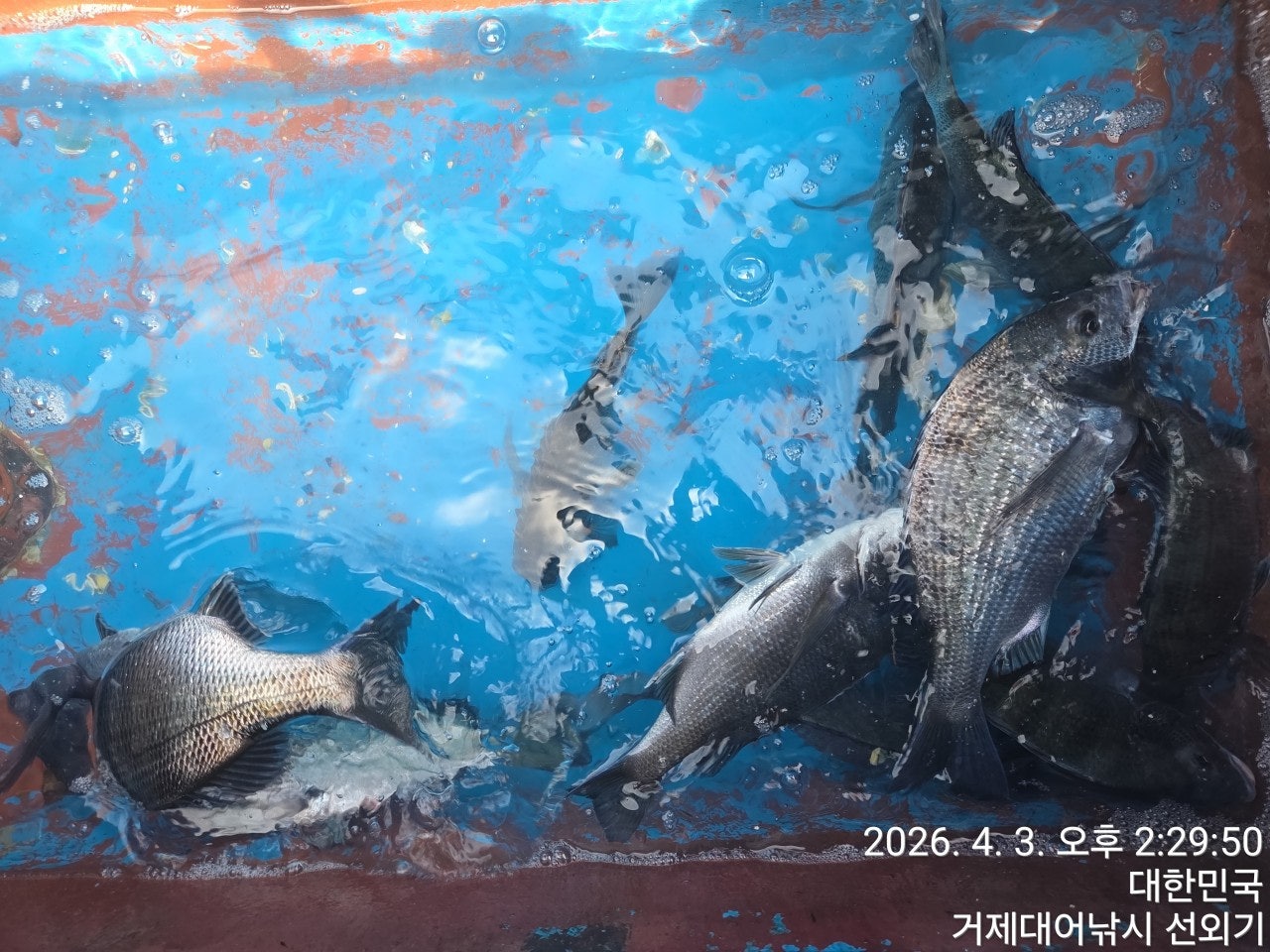 ����ڰ� �ø� �̹���