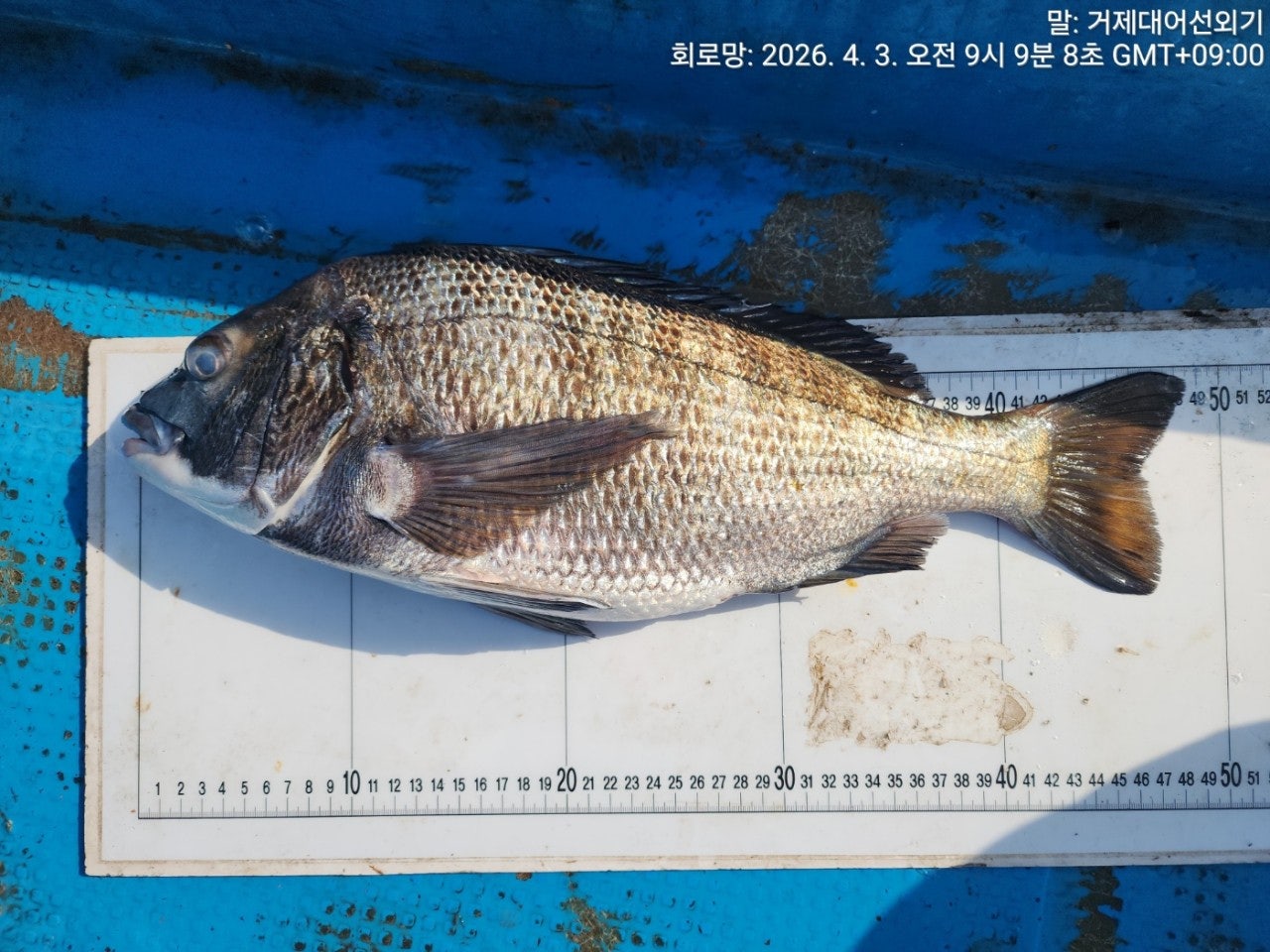 ����ڰ� �ø� �̹���