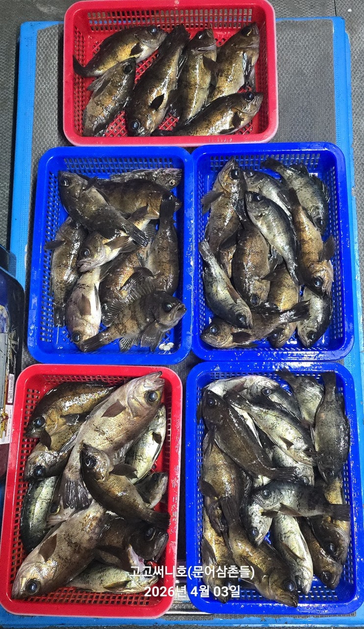 ����ڰ� �ø� �̹���