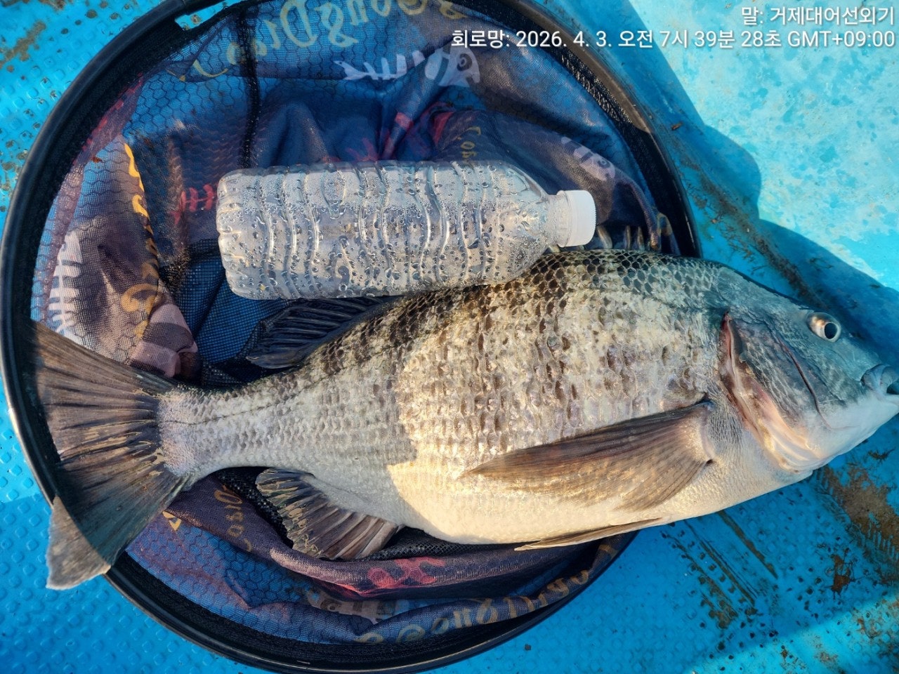 ����ڰ� �ø� �̹���