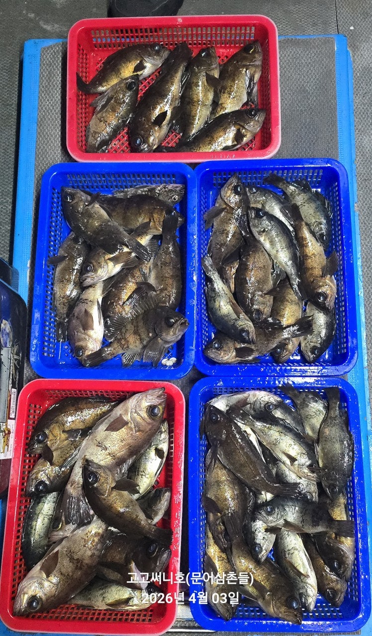 ����ڰ� �ø� �̹���