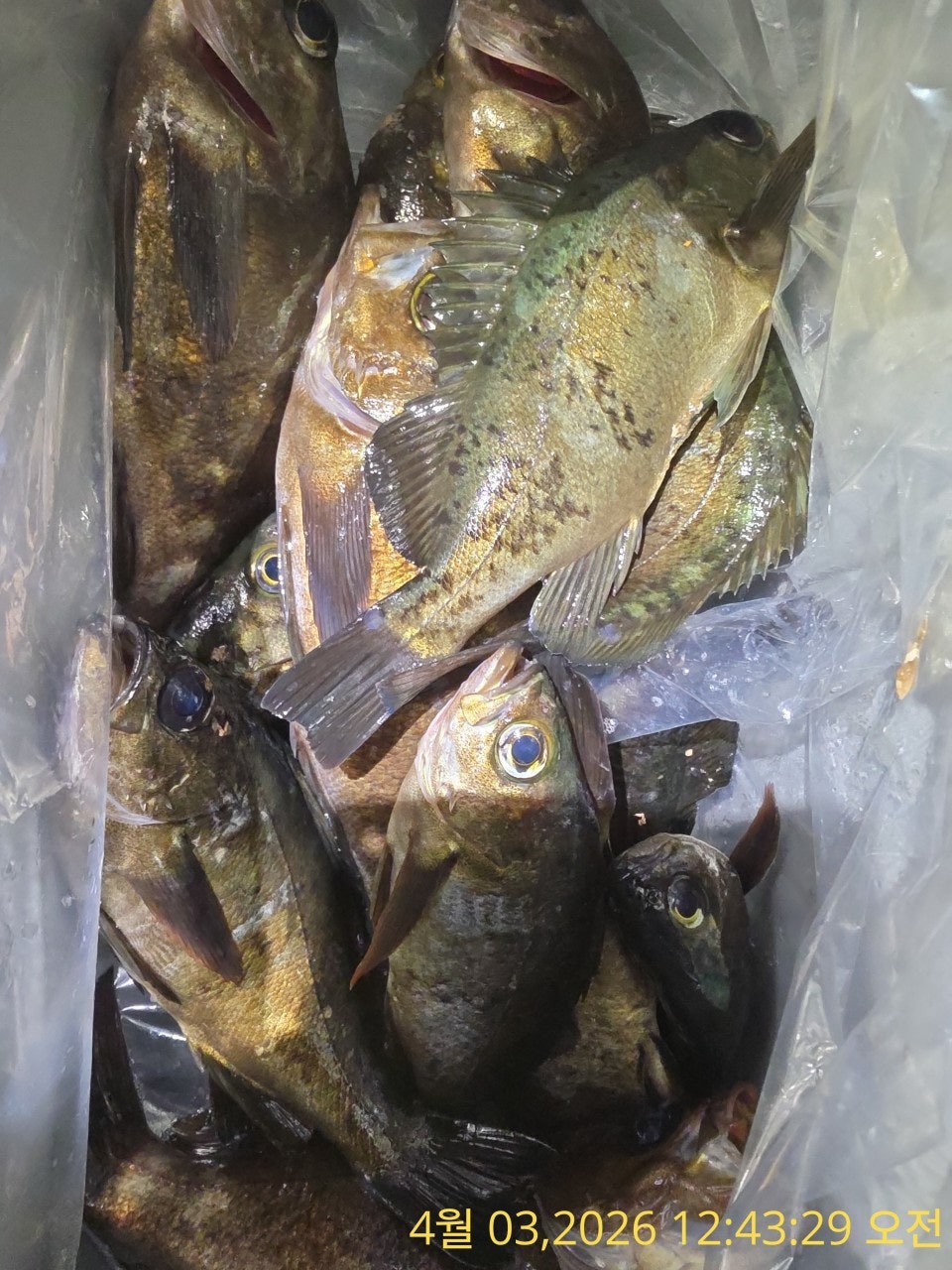 ����ڰ� �ø� �̹���