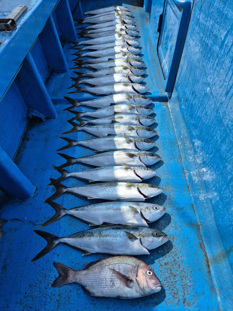 ����ڰ� �ø� �̹���