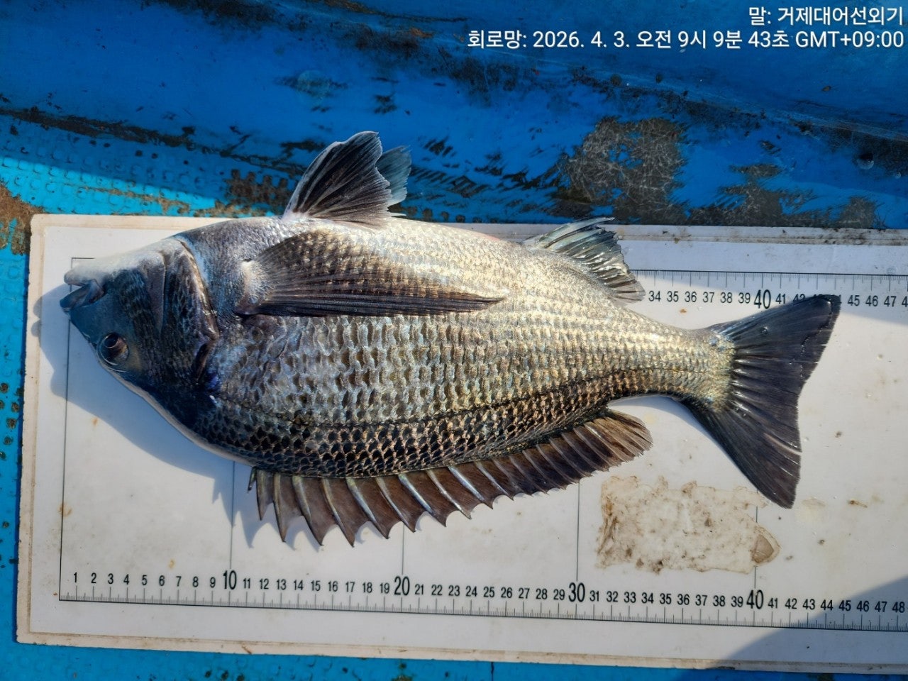 ����ڰ� �ø� �̹���