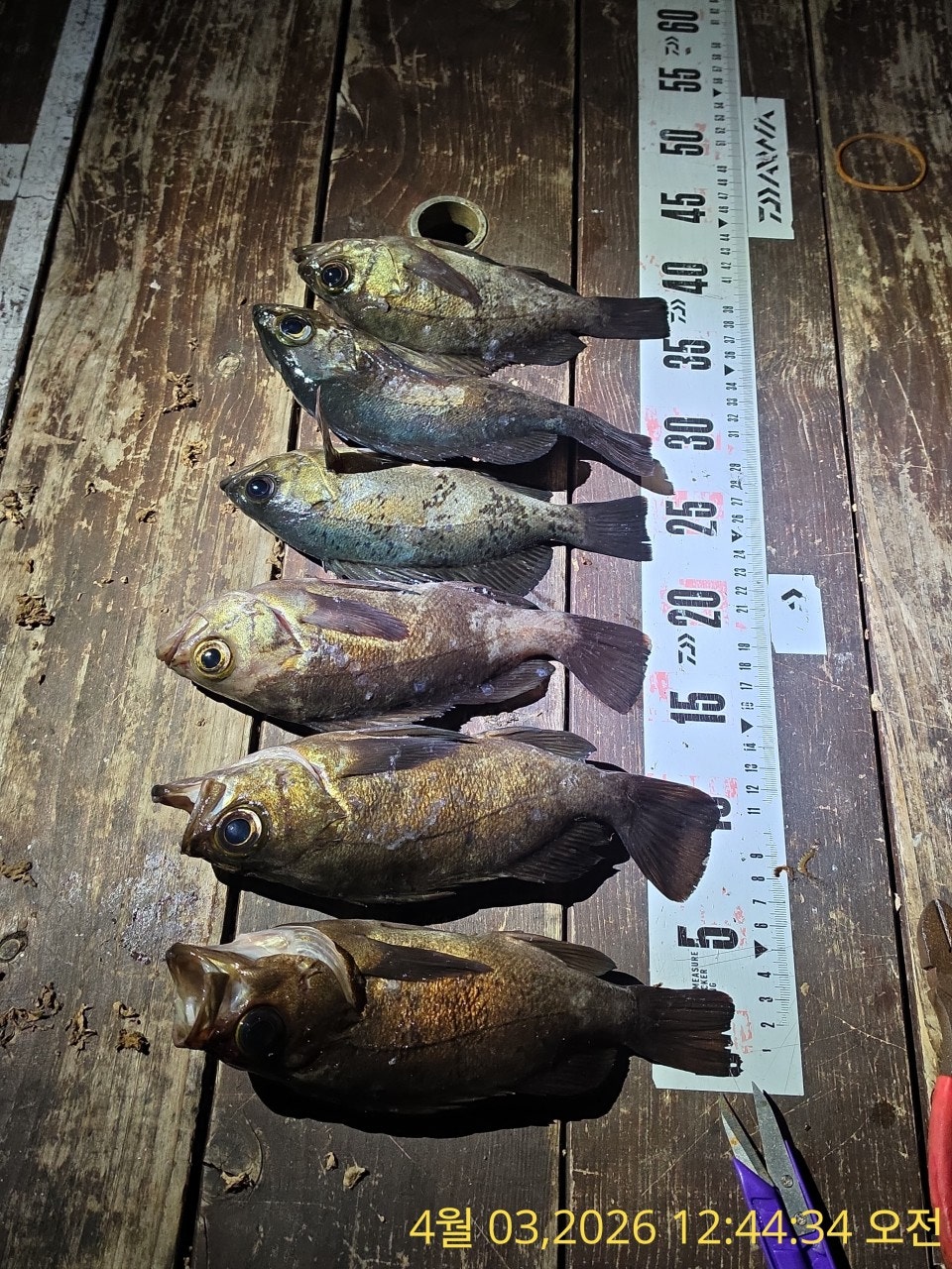 ����ڰ� �ø� �̹���