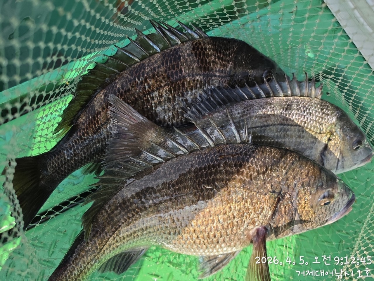 ����ڰ� �ø� �̹���