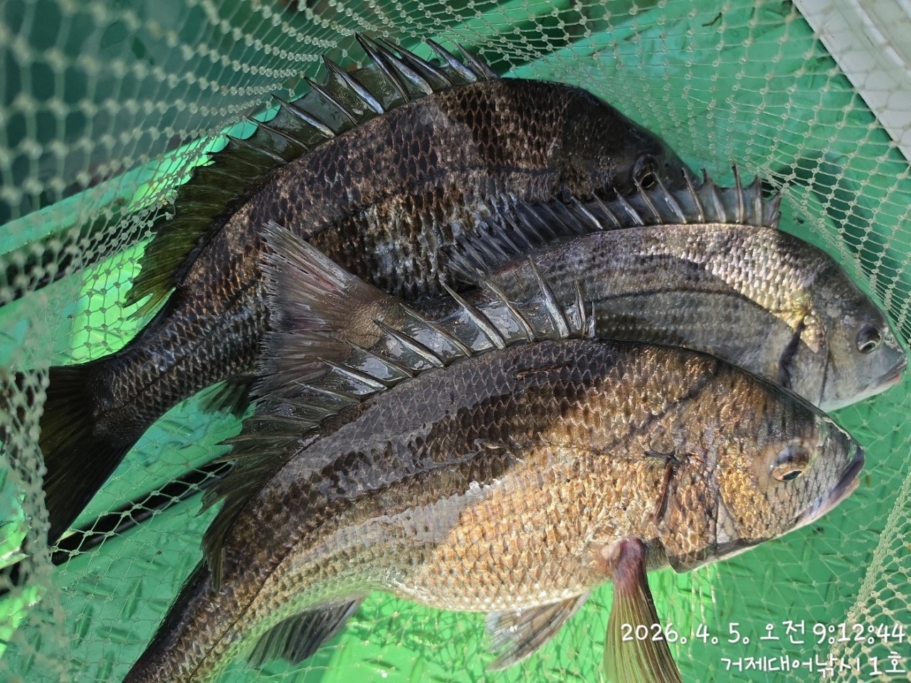 ����ڰ� �ø� �̹���