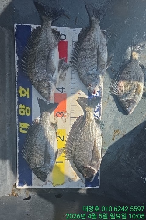 ����ڰ� �ø� �̹���