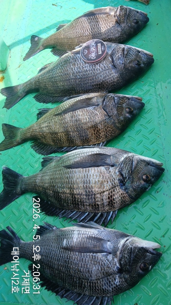 ����ڰ� �ø� �̹���