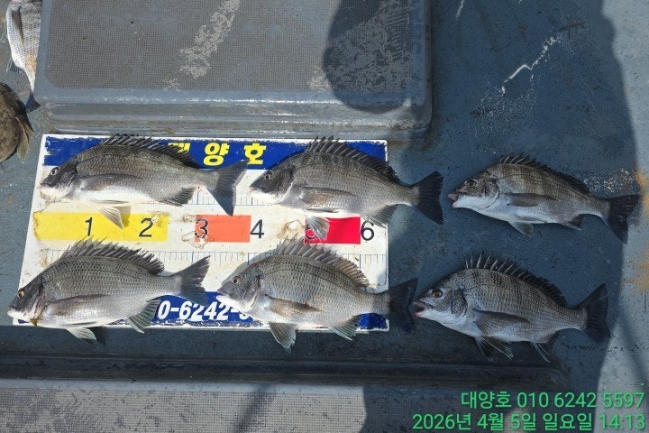 ����ڰ� �ø� �̹���