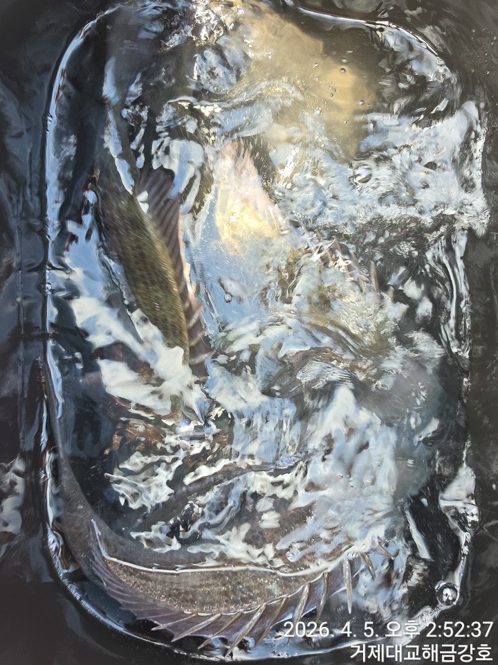 ����ڰ� �ø� �̹���