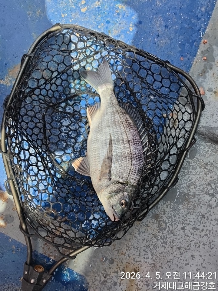 ����ڰ� �ø� �̹���