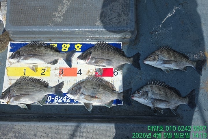 ����ڰ� �ø� �̹���