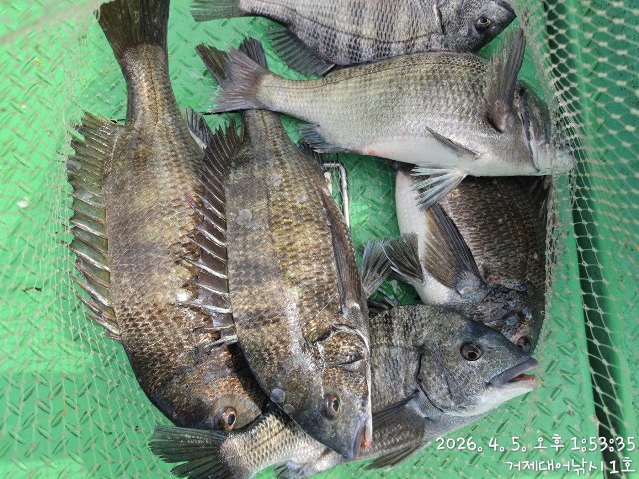 ����ڰ� �ø� �̹���