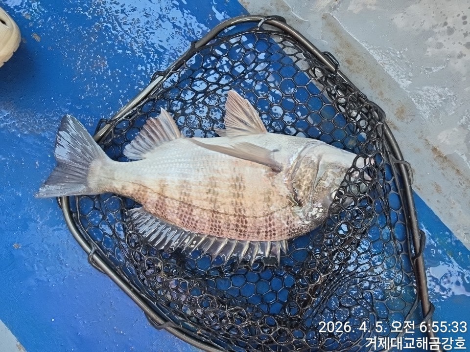 ����ڰ� �ø� �̹���