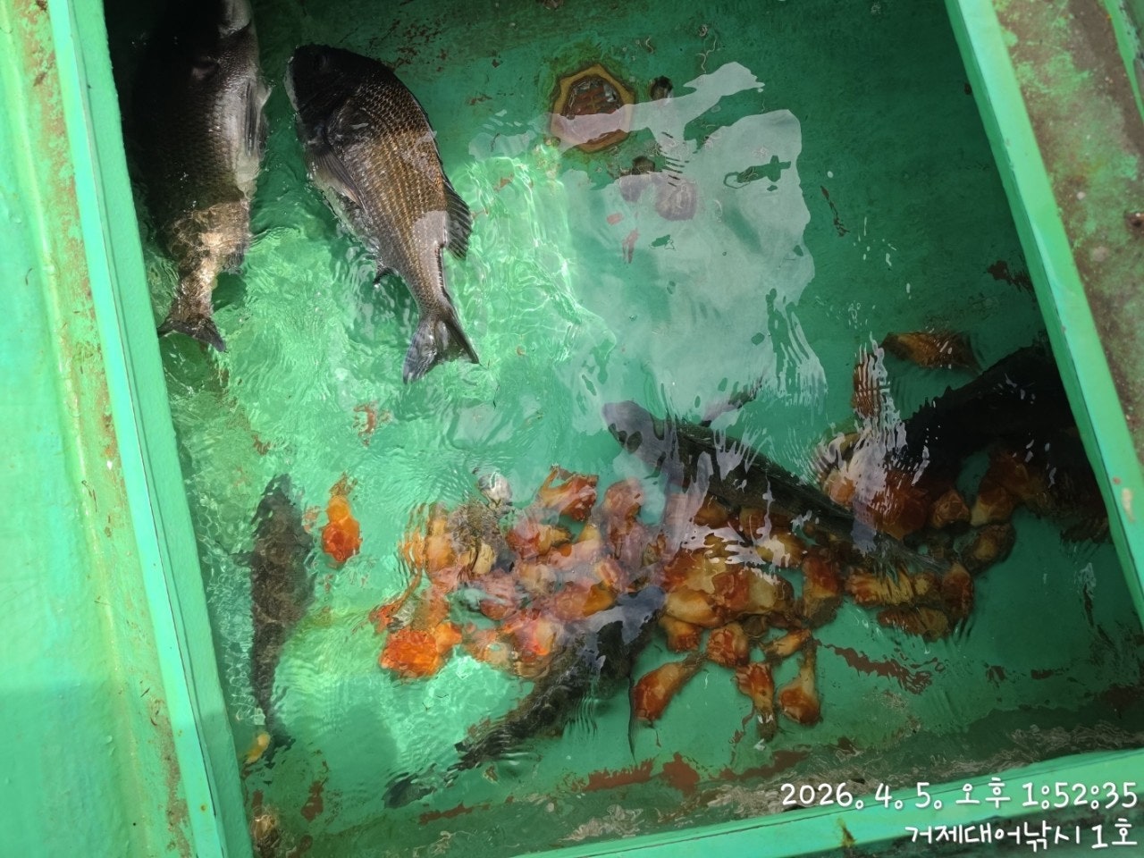 ����ڰ� �ø� �̹���