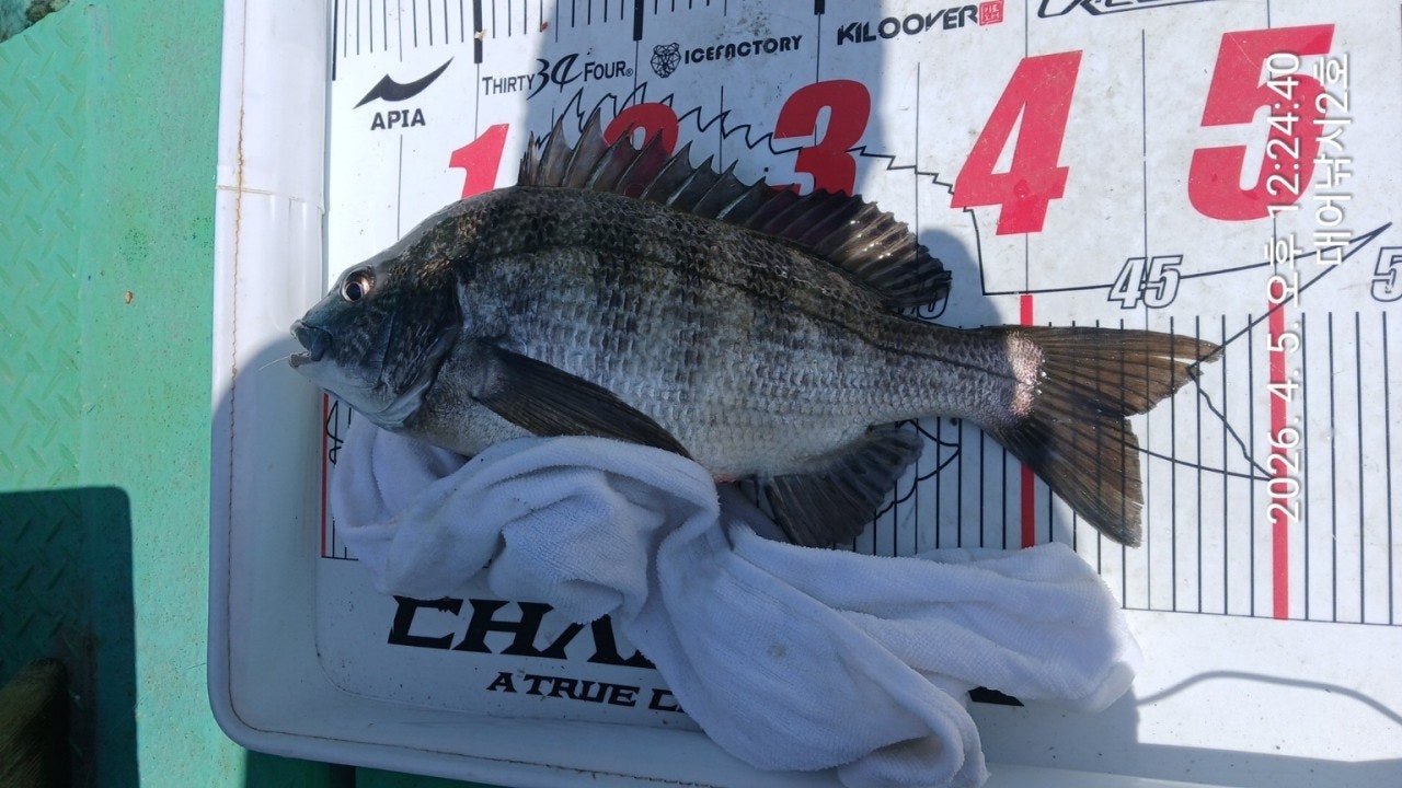 ����ڰ� �ø� �̹���