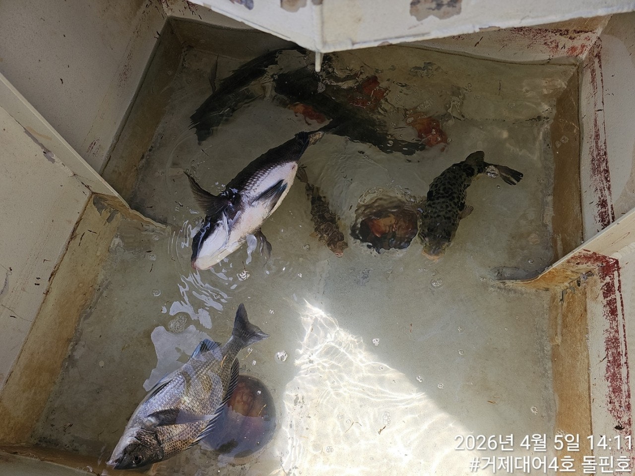 ����ڰ� �ø� �̹���