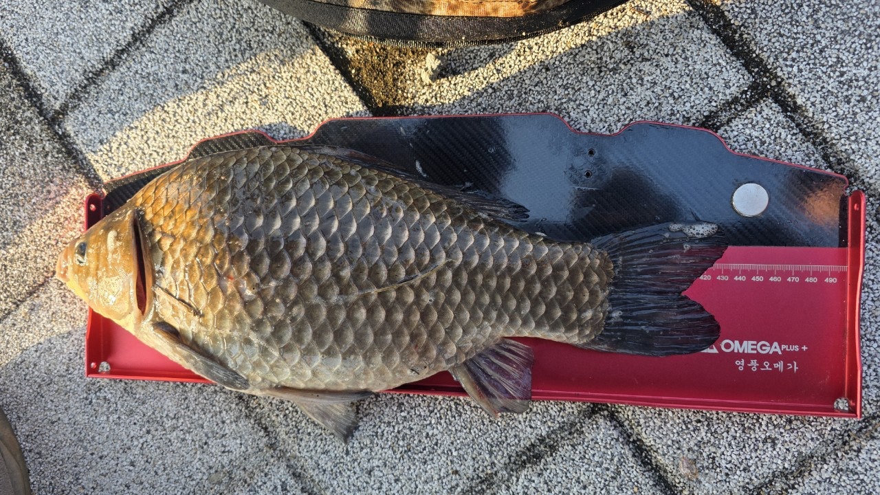 사용자가 올린 이미지