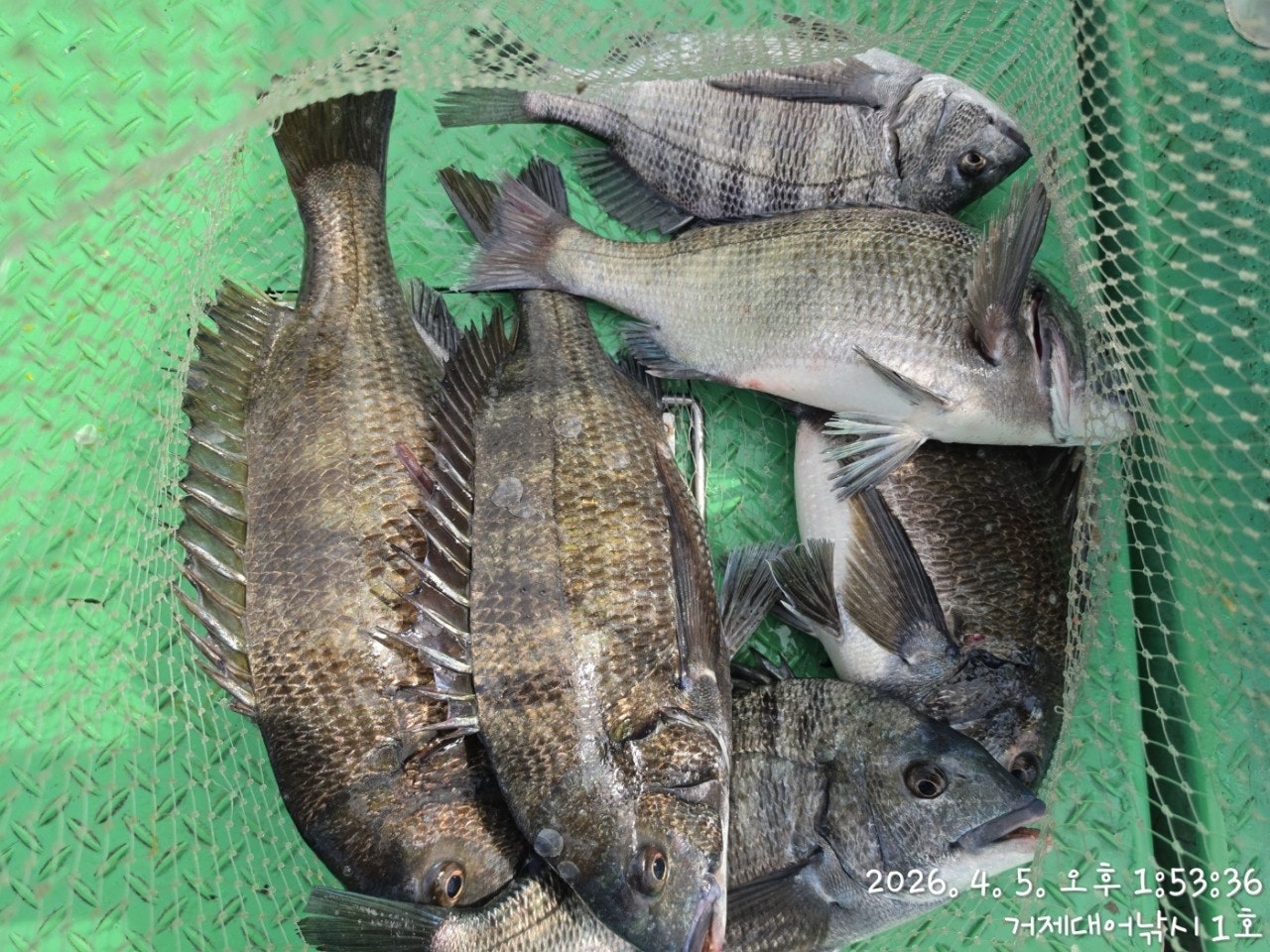 ����ڰ� �ø� �̹���