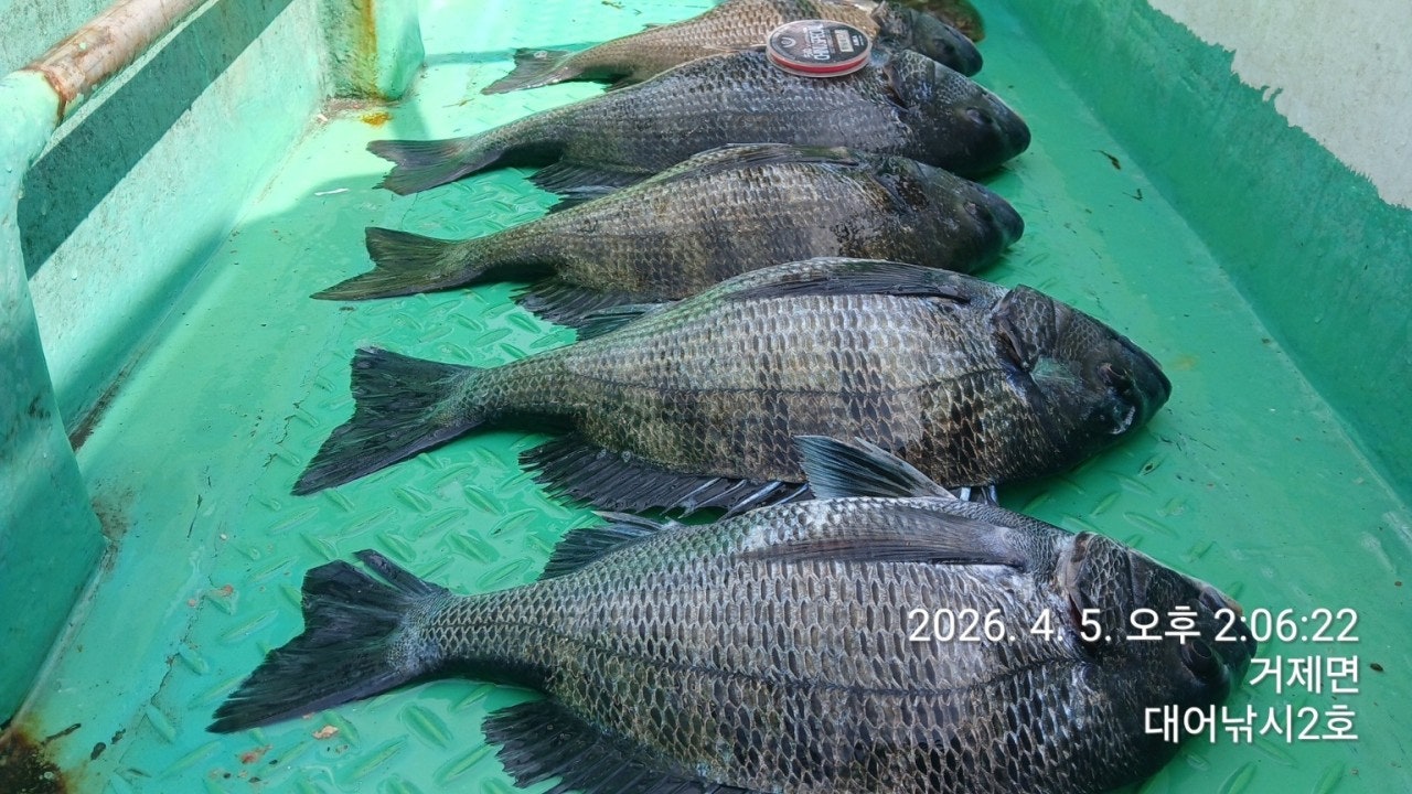 ����ڰ� �ø� �̹���