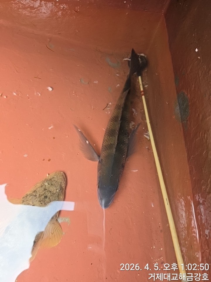 ����ڰ� �ø� �̹���