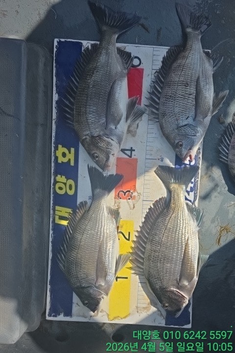 ����ڰ� �ø� �̹���