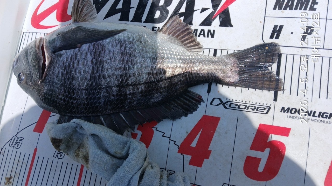 ����ڰ� �ø� �̹���