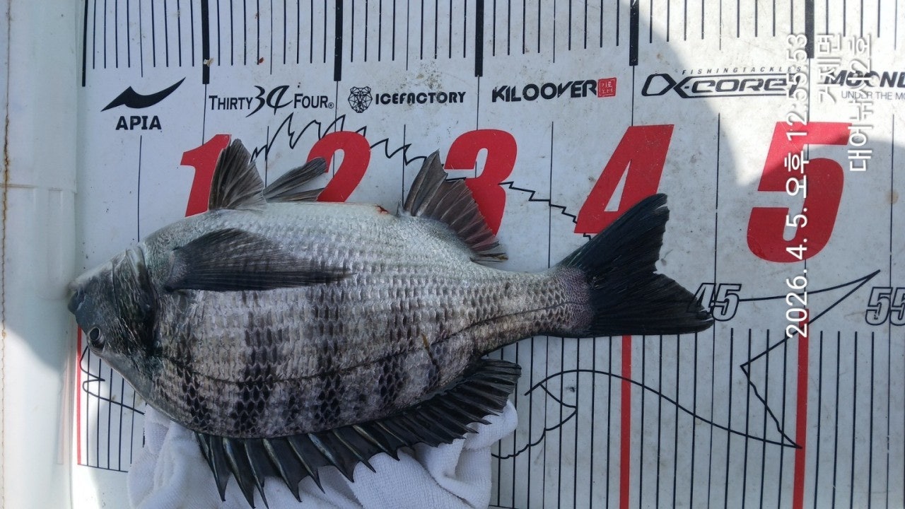 ����ڰ� �ø� �̹���