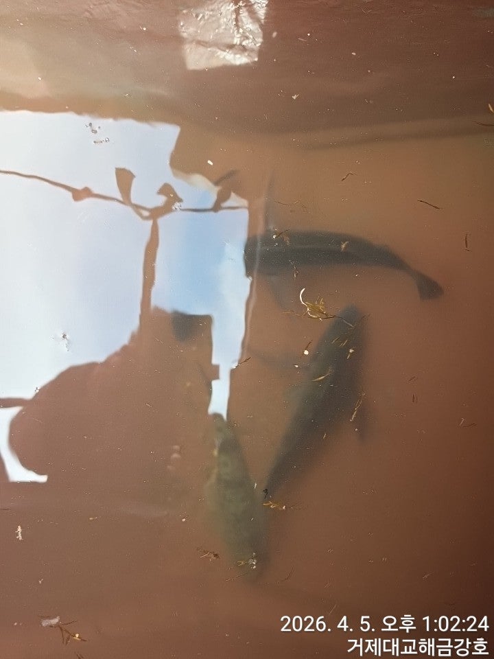 ����ڰ� �ø� �̹���