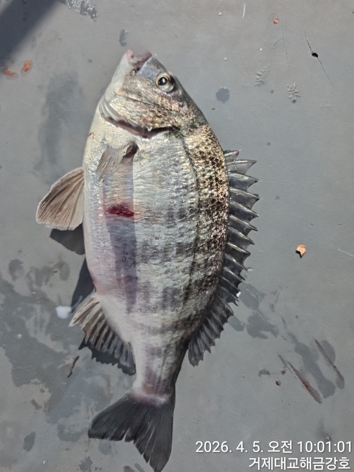 ����ڰ� �ø� �̹���