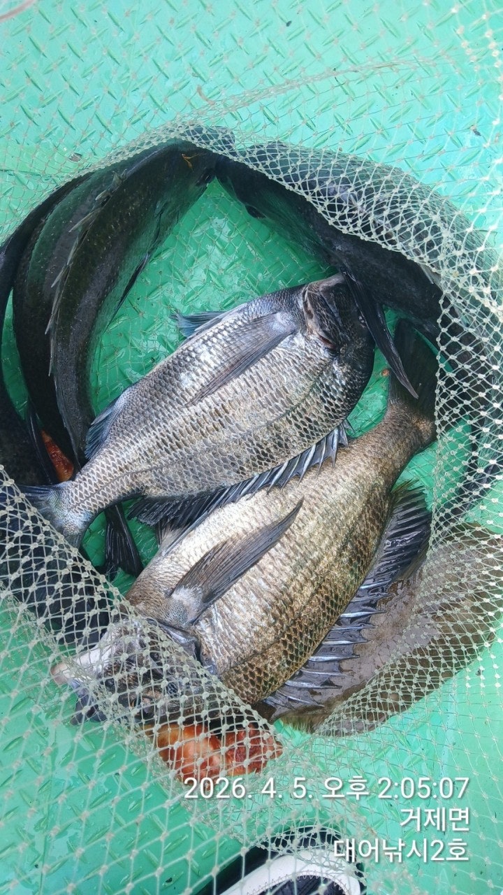 ����ڰ� �ø� �̹���