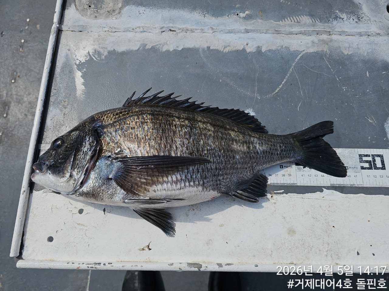 ����ڰ� �ø� �̹���