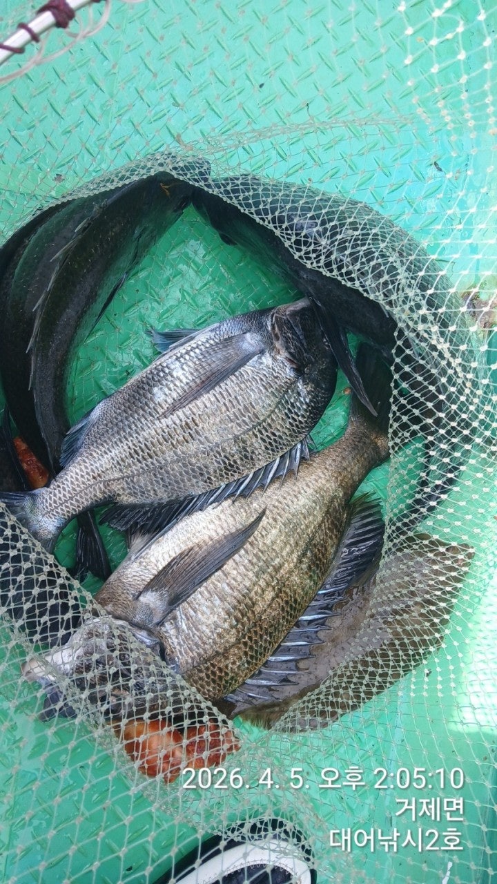 ����ڰ� �ø� �̹���