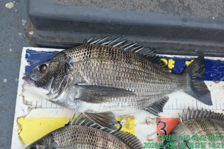 ����ڰ� �ø� �̹���