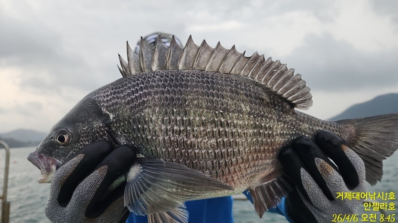 ����ڰ� �ø� �̹���