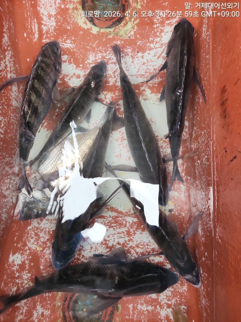 ����ڰ� �ø� �̹���