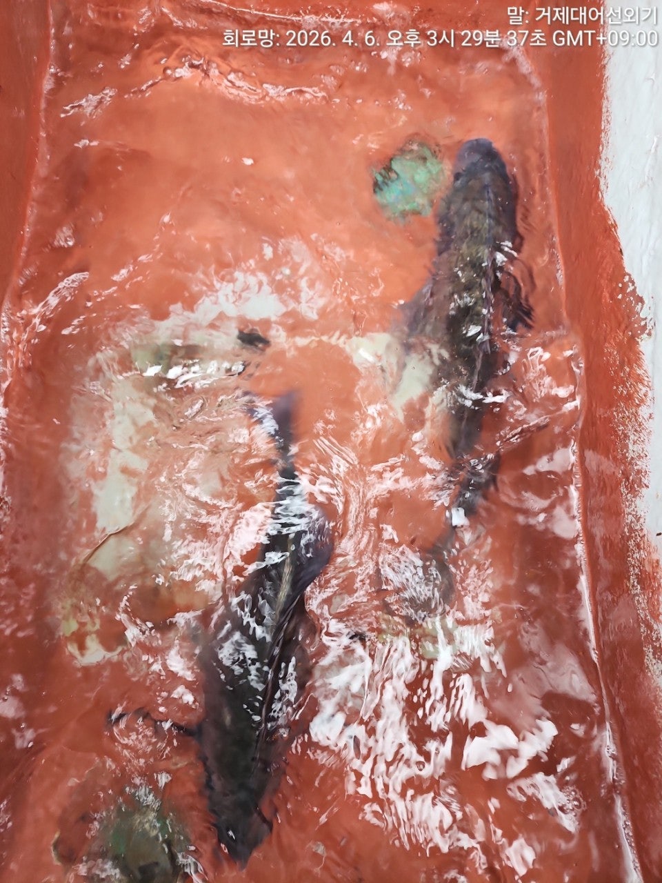 ����ڰ� �ø� �̹���