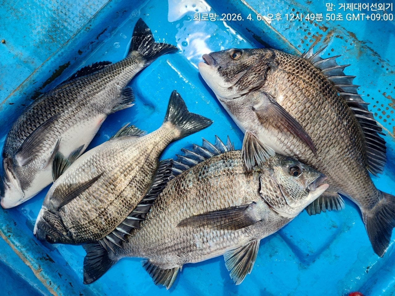 ����ڰ� �ø� �̹���