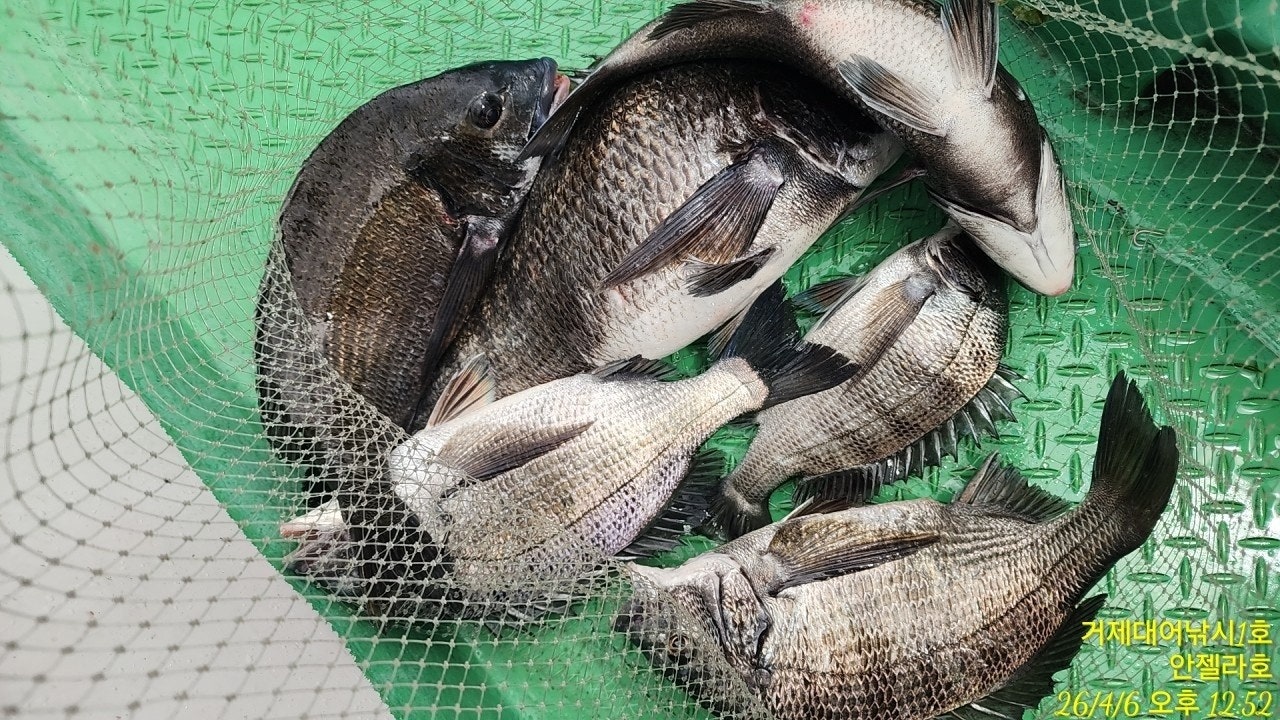 ����ڰ� �ø� �̹���