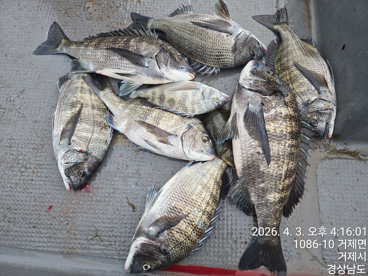 ����ڰ� �ø� �̹���