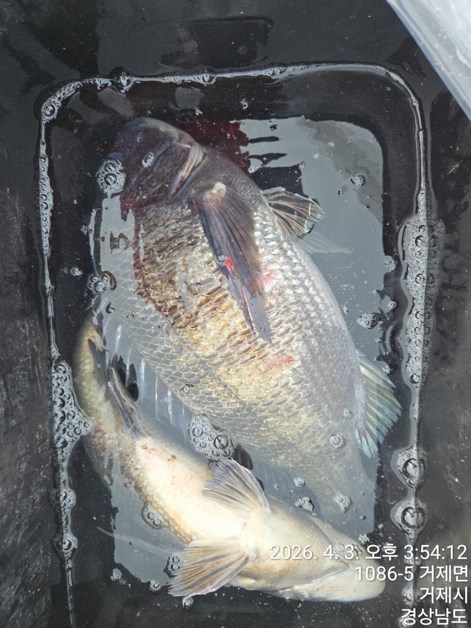 ����ڰ� �ø� �̹���