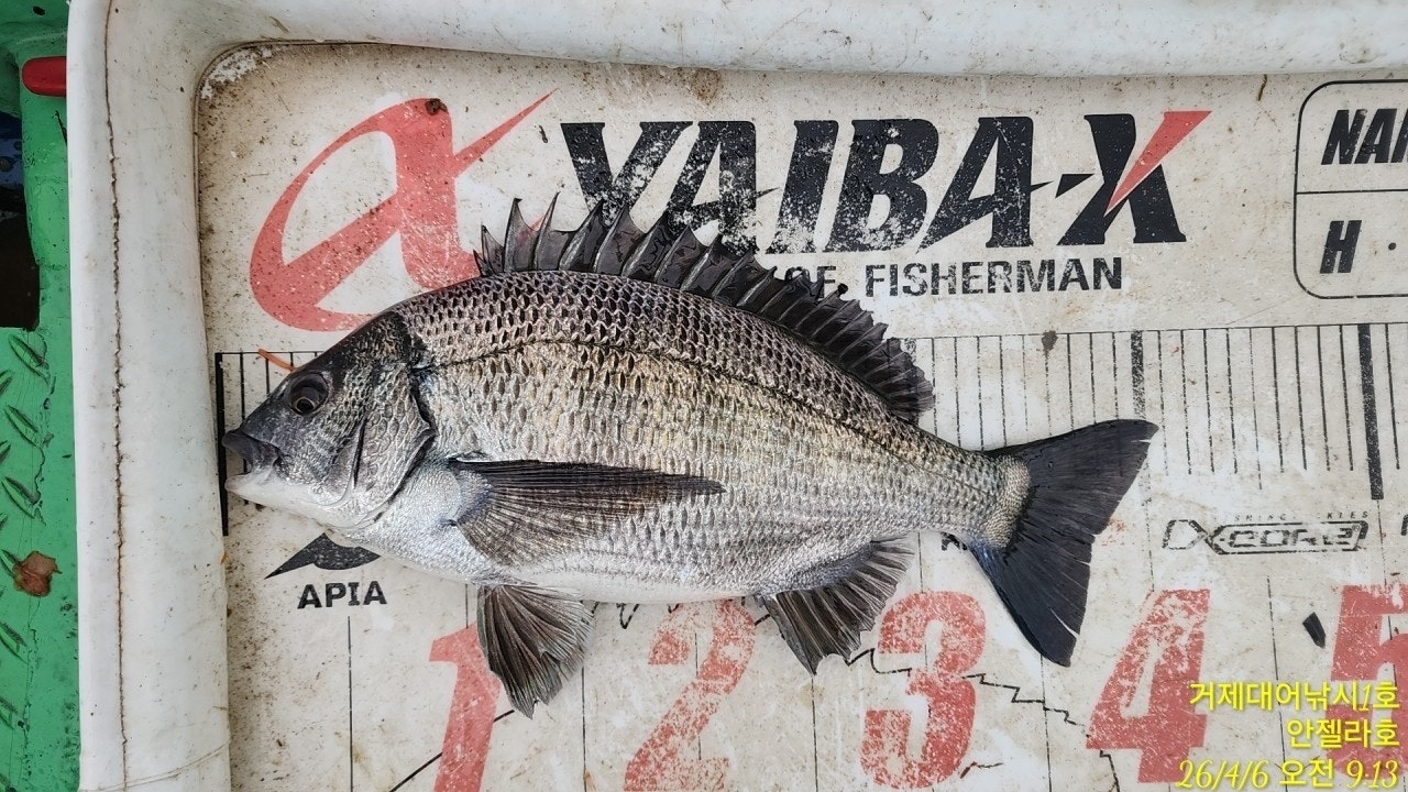 ����ڰ� �ø� �̹���