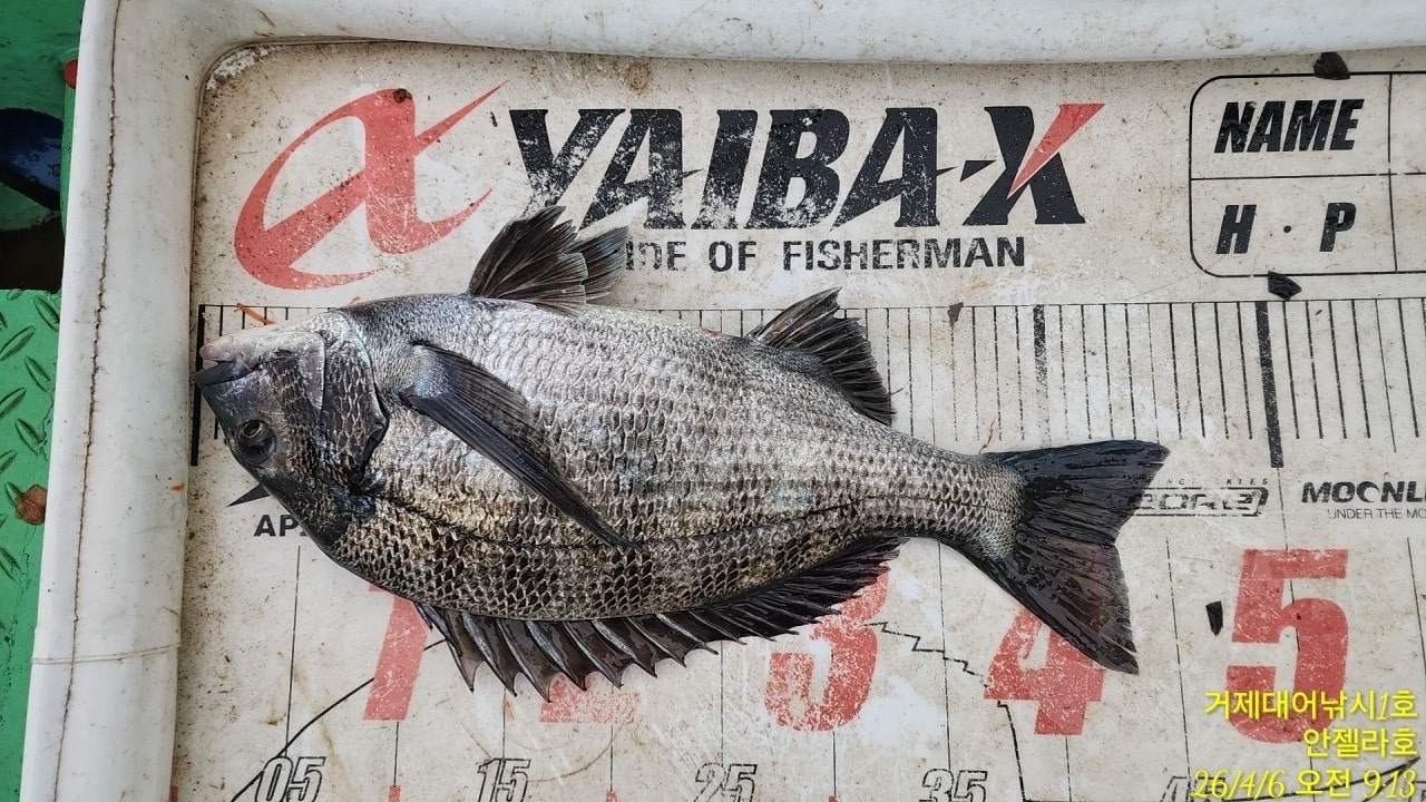 ����ڰ� �ø� �̹���