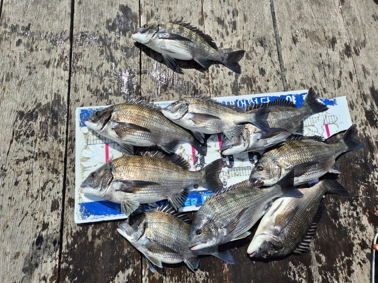 ����ڰ� �ø� �̹���