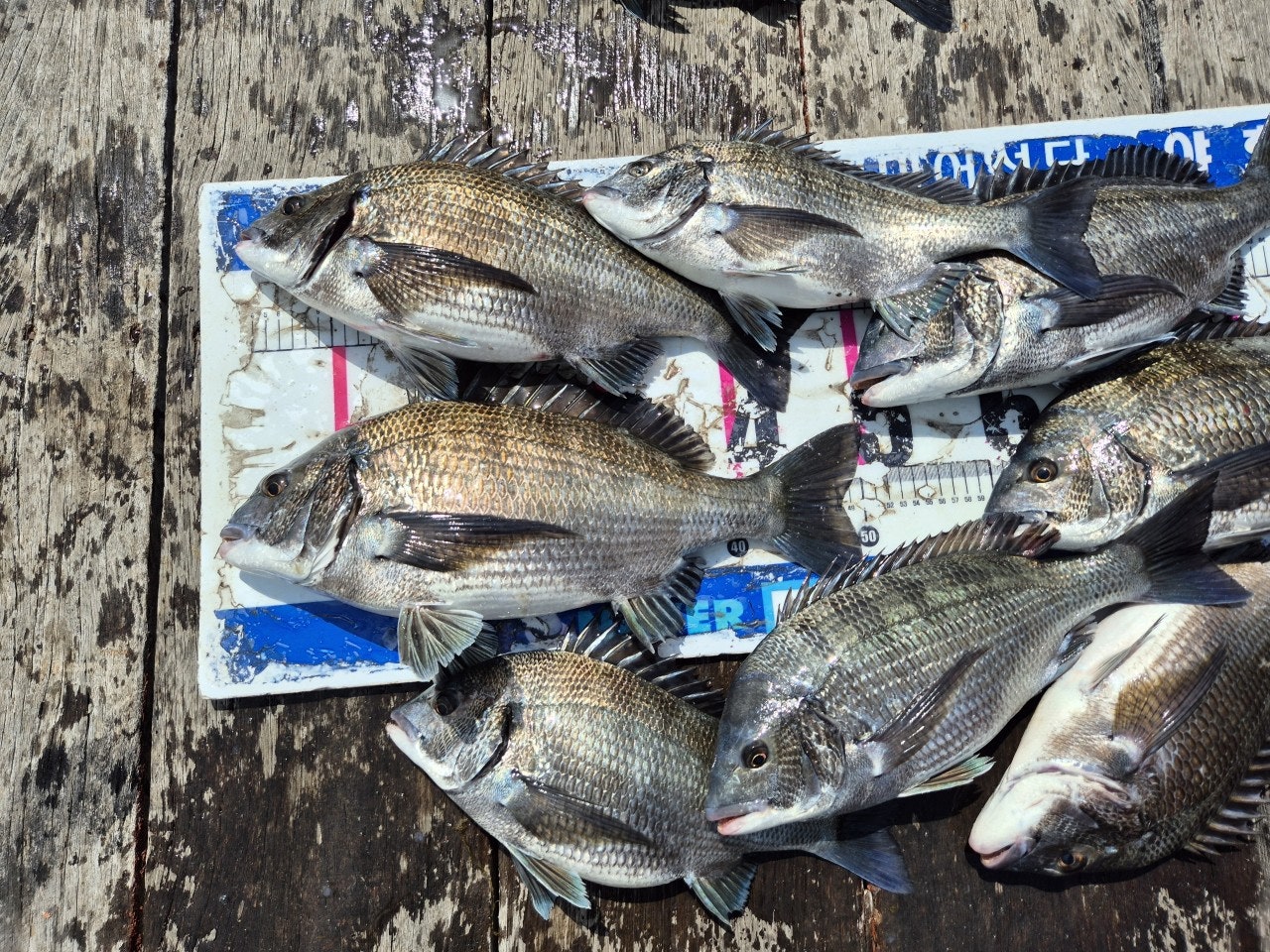 ����ڰ� �ø� �̹���